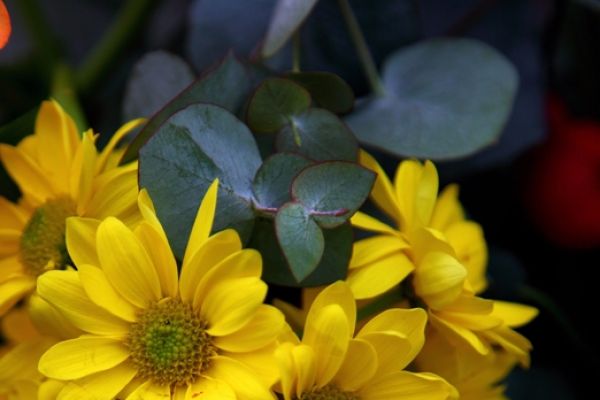 flowers-and-plants-01C6EE86F0-29CD-7C0F-17F4-6F049F54A111.jpg