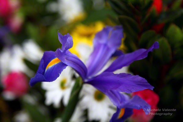 flowers-and-plants-02C7EF5C77-8A92-81ED-F32E-44C937792C60.jpg