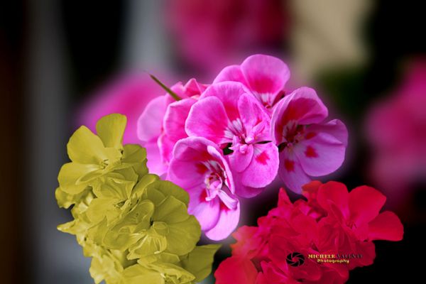 flowers-and-plants-13AEE0F8A3-1F2F-2EF1-41F7-6F97F3F644D5.jpg