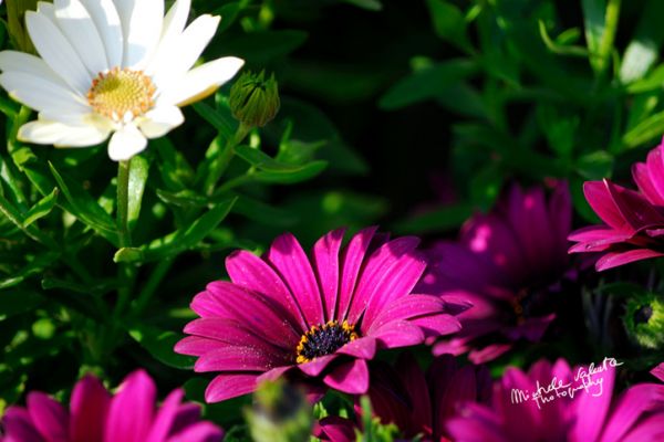 flowers-and-plants-14D61DE7EC-19E0-2828-03B4-0C982E3E03F6.jpg