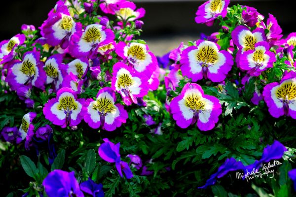 flowers-and-plants-17281DFB80-D449-BF6B-8CB1-DE0160535AC6.jpg