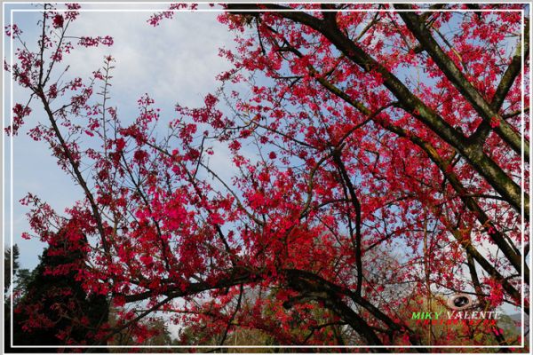 flowers-and-plants-183EFC6C10-A1BC-0C22-8861-740D74EB2015.jpg