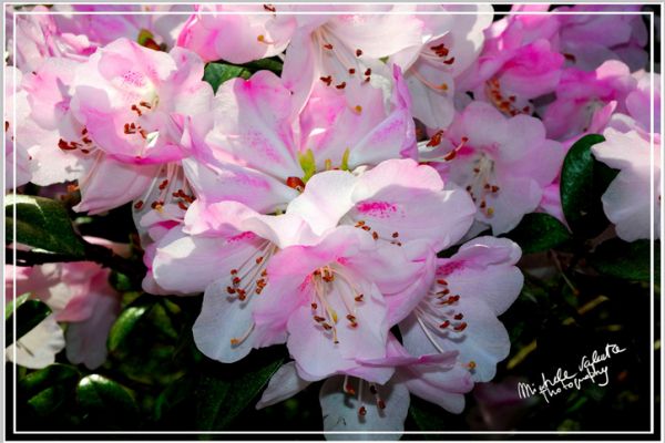 flowers-and-plants-194CC7D6E4-3A76-C330-5021-25E77AD34755.jpg