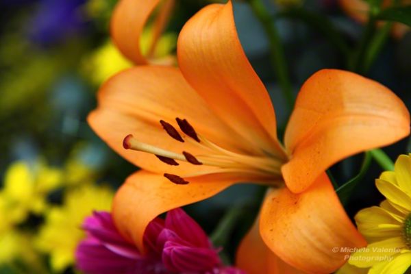 flowers-and-plants-26FC17A123-191C-3F86-65CF-0C0FFAF9E739.jpg