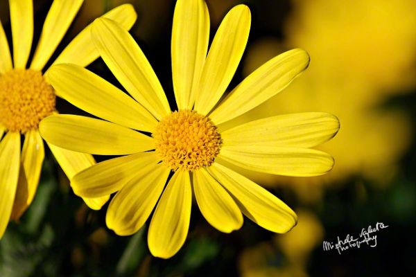 flowers-and-plants-2910A4E1B2-2B7F-D586-4C85-26DAD8167109.jpg