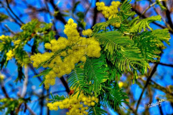 flowers-and-plants-313F965DA4-27D2-D152-94A0-6004981B8DB3.jpg
