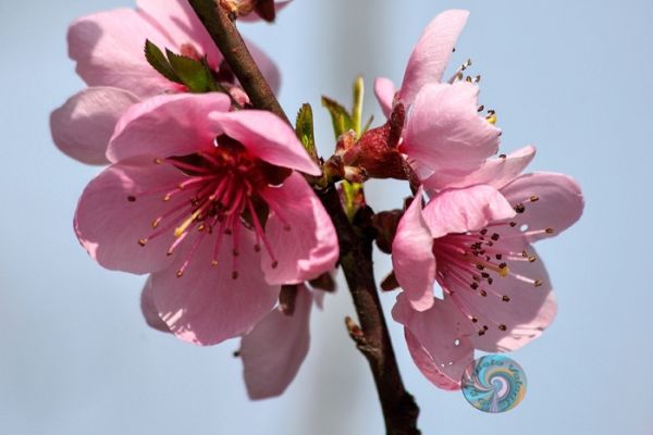 flowers-and-plants-42959E6679-6D4C-F8A4-69AC-C73C64DB8A0C.jpg