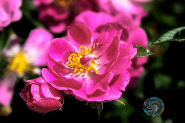 flowers-and-plants-4362471BB0-32AB-4C1B-AD25-FDB9A9950064.jpg