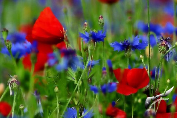 flowers-and-plants-4425747795-7C49-AA43-2118-B33ACD602526.jpg