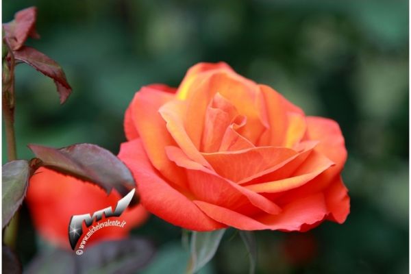 flowers-and-plants-6153E02DA4-8316-A742-D335-BC19FC1D2366.jpg