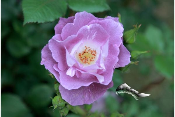 flowers-and-plants-62276A4108-9F0A-9757-E348-00BE7EC99167.jpg