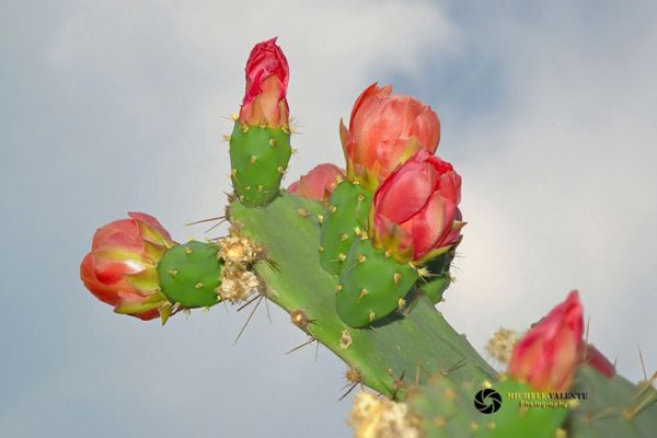 flowers-and-plants-6494039B51-7404-7F43-2A9F-5D843D09BA7B.jpg