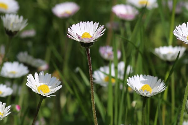 flowers-and-plants-67D443D1B9-3F73-A589-FD55-C55F56D88130.jpg