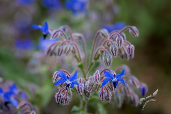 flowers-and-plants-7126EAF017-3200-BFDB-442F-56218900D57E.jpg