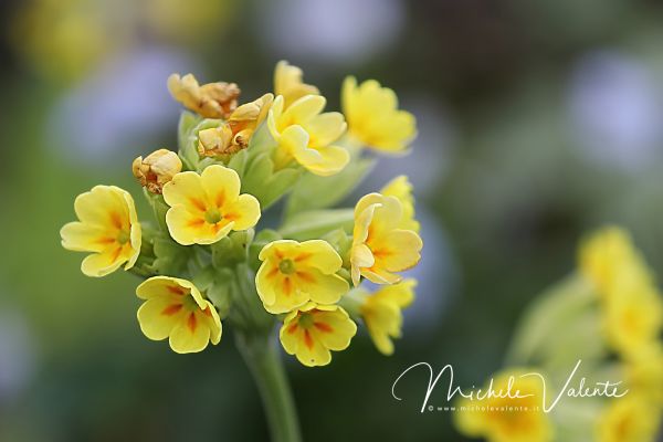 ortobotanico-01B140392A-D941-8B47-2E73-22043BAAF251.jpg