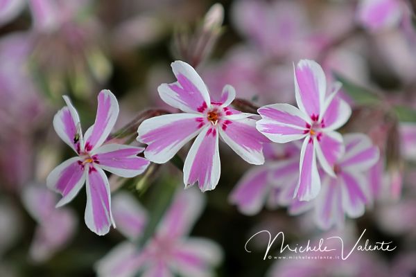 ortobotanico-028D781C2A-31AC-F1B6-DDFE-03984FF372E8.jpg