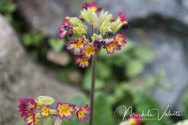 ortobotanico-092F2BFFF3-30DB-13C4-2C38-2BEBF6A2CBC3.jpg