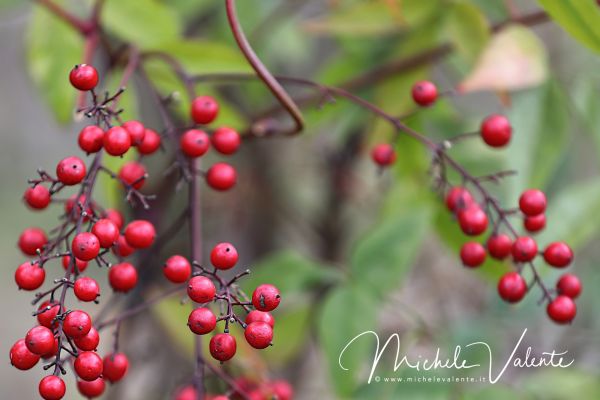 ortobotanico-14DE18BDAB-CE5E-9443-8C43-E5E7292A7DBC.jpg