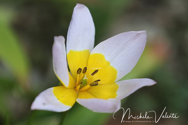 ortobotanico-177E97D934-6631-09B9-2FC0-2FD89AC41909.jpg