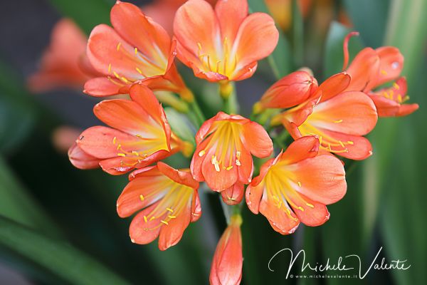 ortobotanico-22BD52BB91-90CA-C2D4-053D-793893CCAF02.jpg