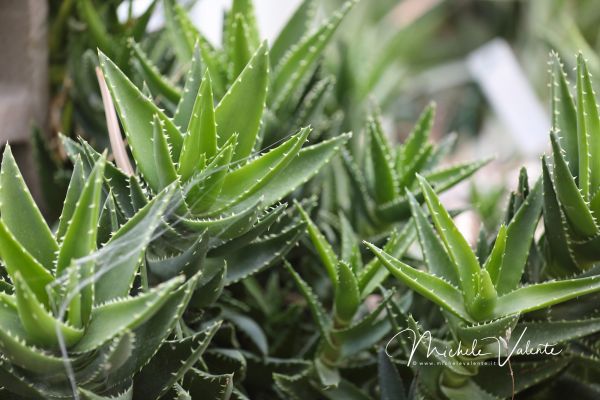 ortobotanico-305F732381-069F-EE97-6146-A6D03996C518.jpg