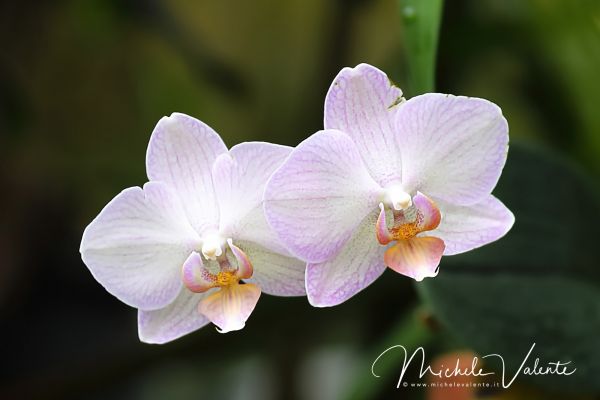 ortobotanico-347FF17BC1-A662-649E-1658-BA47B31F14ED.jpg