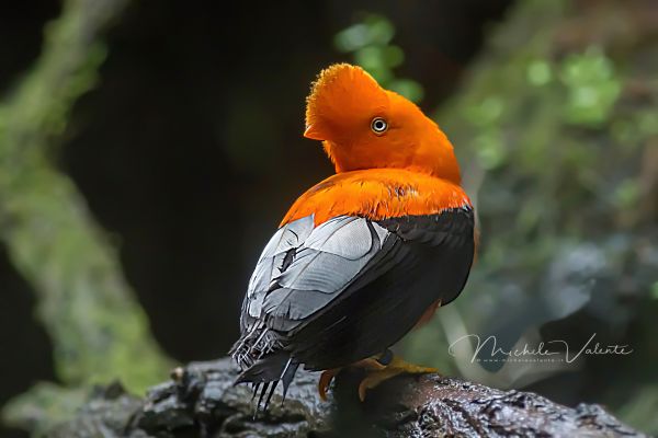 bird21D41047B-0D9D-DAC5-C0A6-4C320845AB4B.jpg