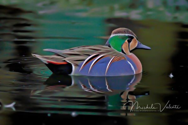 bird4-firm1FBBC2BC-FDFC-20D3-A976-EF2287474A59.jpg
