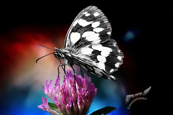 butterfly93EACC7D-7A9C-2AF7-431F-A1449D5BA5DE.jpg