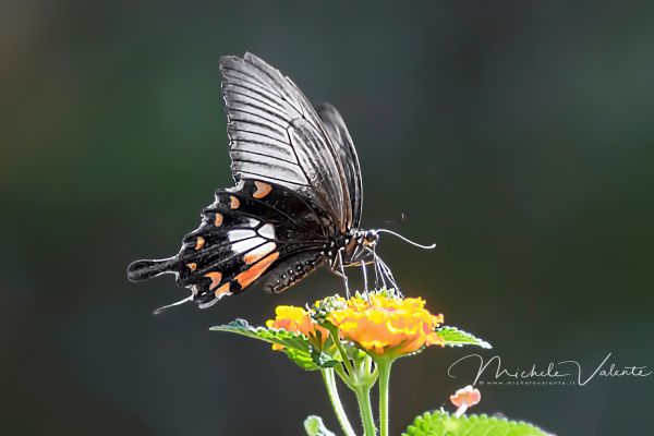 farfalla248D30624-3648-A0DD-7484-50B6AE2A81C1.jpg