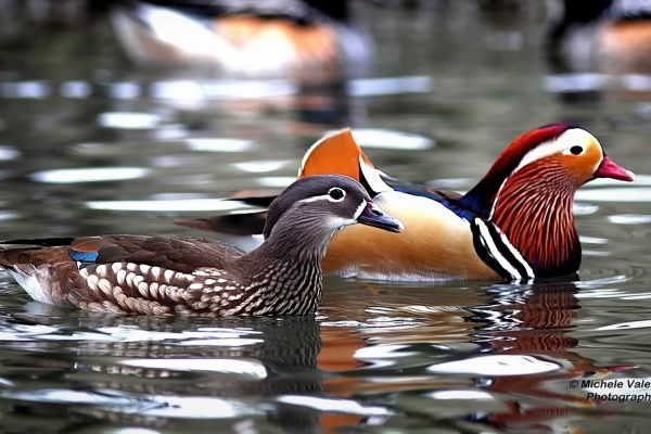 wildlife-011B14D620-25EE-4F36-B90F-DFB9DF0FC39E.jpg