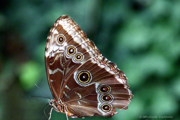 wildlife-03F3481775-2295-E47A-E4D5-A4EDD2EEA3F5.jpg