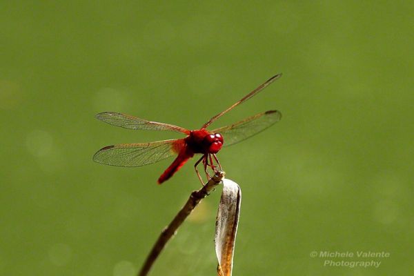 wildlife-10C0797BD3-9F9F-7D3D-2957-8935DD2D6B7F.jpg