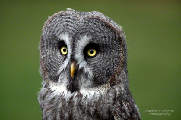 wildlife-1177E95DBB-B40B-47EE-9185-7905007FEE60.jpg