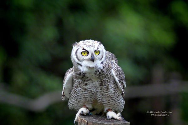 wildlife-211D08DB79-B84E-9E72-6333-B1F1C3E2102D.jpg