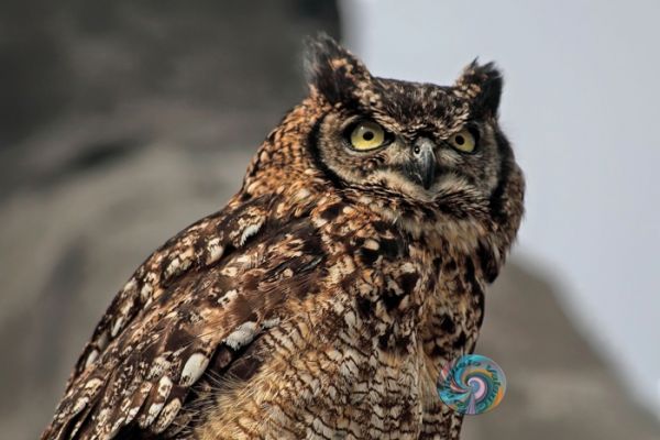 wildlife-34F172EA8A-BC63-0572-870B-43688C9FB6C9.jpg
