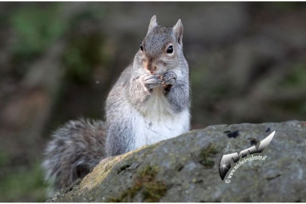 wildlife-47F71C5242-408E-3026-88FE-35E4AAA9C72C.jpg