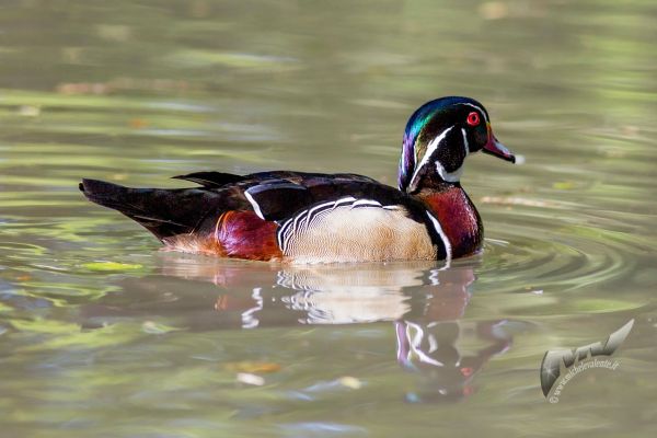wildlife-61031621AA-9C2C-8219-393D-96CA9FD11F2F.jpg