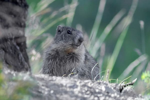 wildlife-66-2C7C94063-5E59-66ED-8D0C-8F106C2ABFCF.jpg