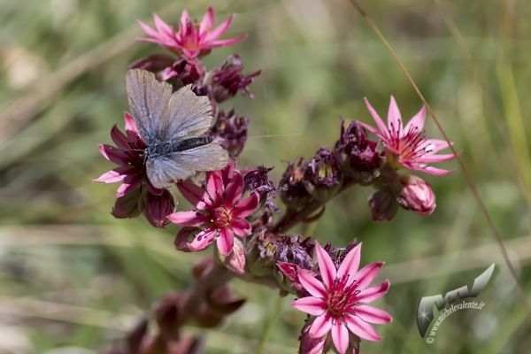 wildlife-660FE00E1E-5EA3-CFE3-1A66-D8AEC4CBEF0E.jpg