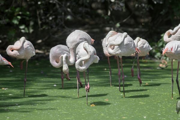 wildlife-779C684463-12A3-2452-EF29-619FC108D191.jpg