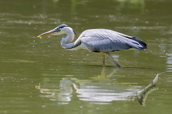 wildlife-783B62C616-EF82-B94A-1283-9618DE421CD0.jpg