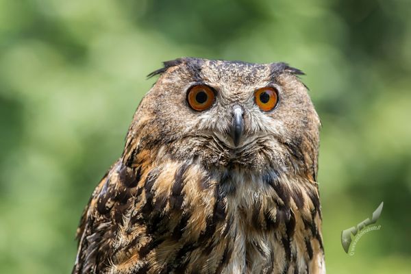 wildlife-82D6C68BEE-8E7F-42A7-74ED-F986FD5F1157.jpg