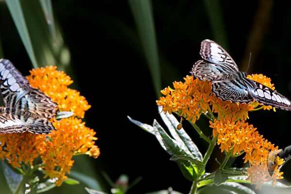 wildlife-840E503A8B-3829-ECAB-8A70-9F6C80761670.jpg