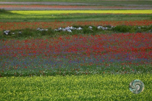 castelluccio-03DC421888-F733-E887-927A-E883AF92B27B.jpg