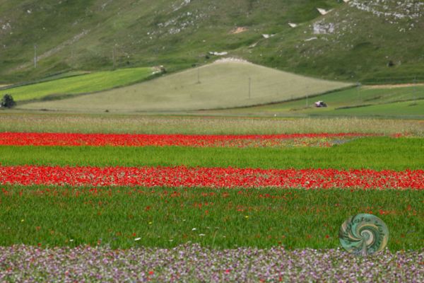castelluccio-094B809838-618E-329E-B12A-A8E96B418E7F.jpg