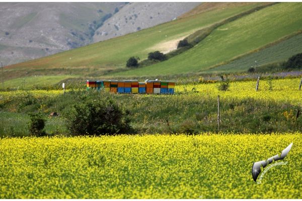 castelluccio-100DF6BEFA9-3CF3-D01B-A3DA-ABD697A5259A.jpg