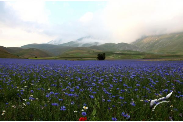 castelluccio-1063105E621-FB89-DF89-FC79-4AF1F7C82E19.jpg
