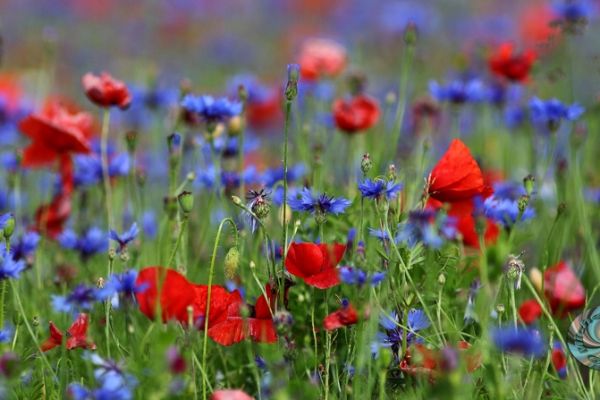 castelluccio-129500631D-1C6F-4A03-D480-5C62B14DA01B.jpg