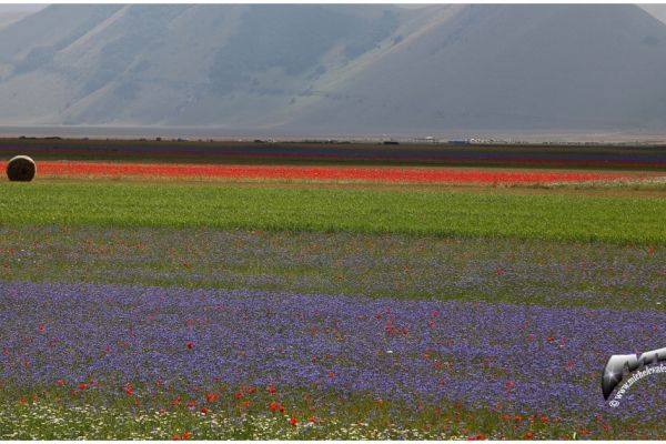 castelluccio-3823532823-9D9B-5854-E885-5F09948E5FFB.jpg